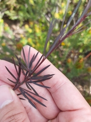 Gompholobium grandiflorum