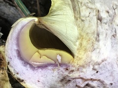 Cortinarius atkinsonianus