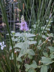 Mentha longifolia
