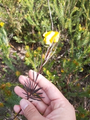 Gompholobium grandiflorum