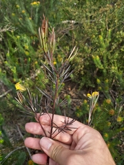 Gompholobium grandiflorum