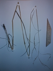 Achnatherum pekinense