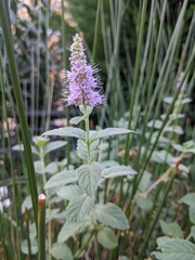 Mentha longifolia