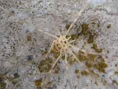 Amilenus aurantiacus