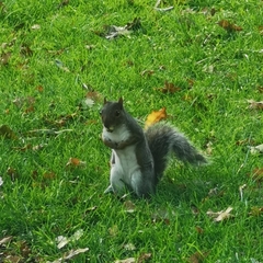 Sciurus carolinensis