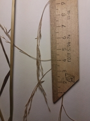 Achnatherum pekinense