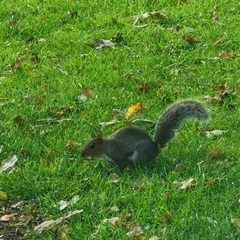 Sciurus carolinensis