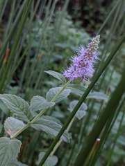 Mentha longifolia