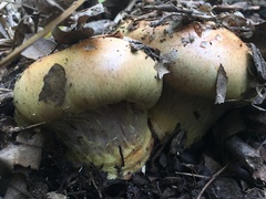 Cortinarius atkinsonianus