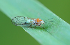 Cacopsylla ambigua