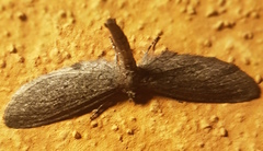 Glaucina erroraria