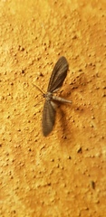Glaucina erroraria