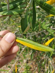 Olea europaea