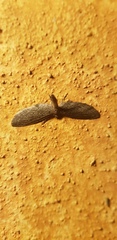 Glaucina erroraria