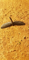 Glaucina erroraria