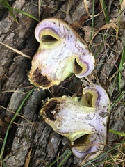 Cortinarius atkinsonianus