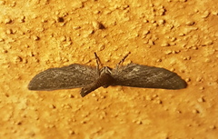 Glaucina erroraria