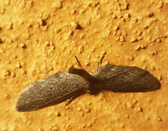 Glaucina erroraria