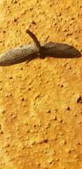Glaucina erroraria
