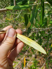 Olea europaea