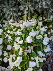 Begonia cucullata