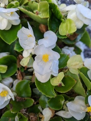 Begonia cucullata
