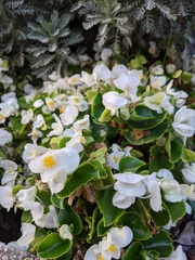 Begonia cucullata