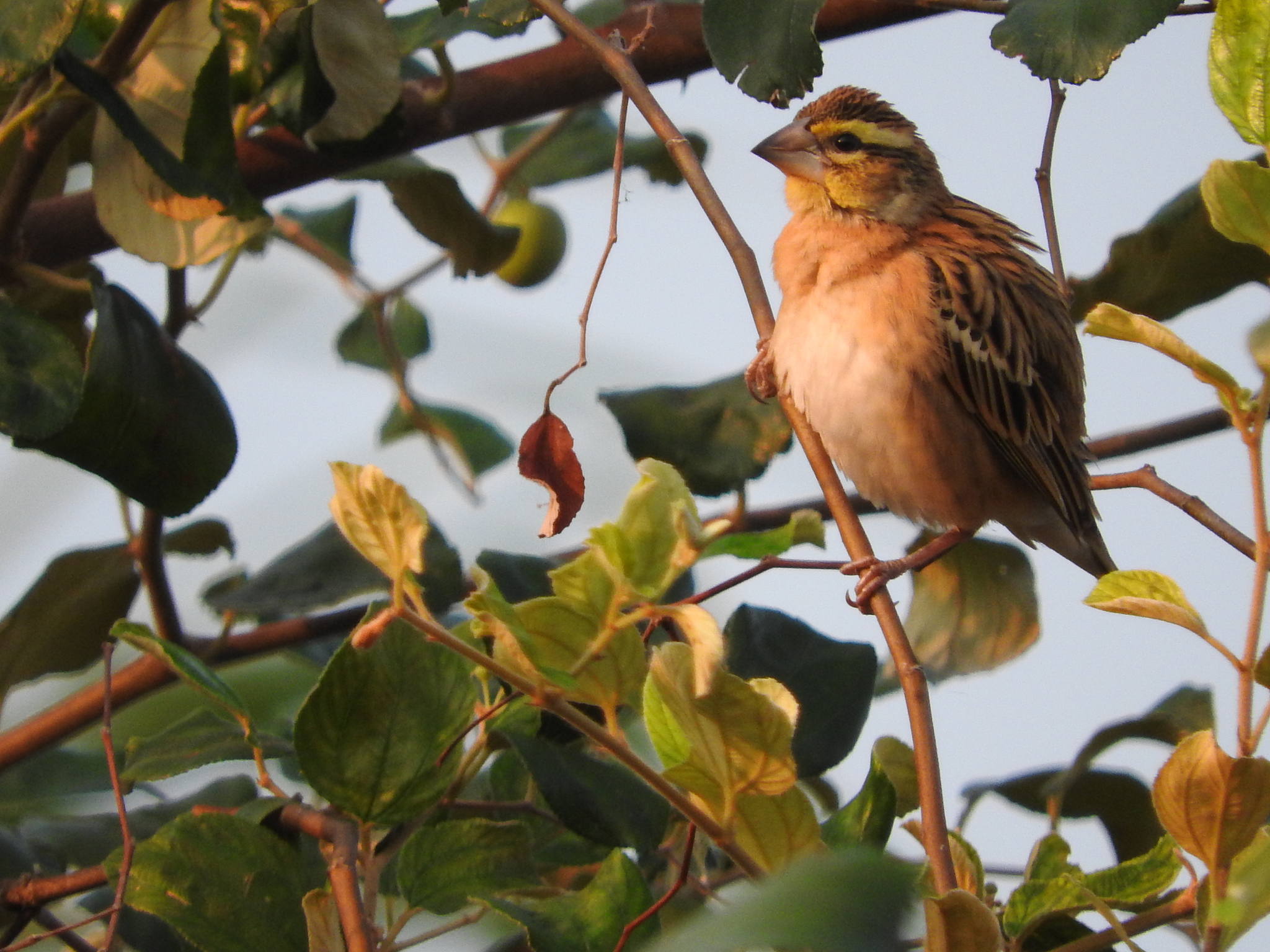 Golden-backed Bishop (Euplectes aureus), photo 3