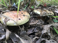 Cortinarius atkinsonianus