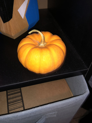 Cucurbita maxima maxima