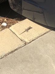 Sceloporus occidentalis