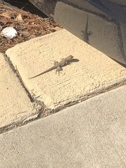 Sceloporus occidentalis