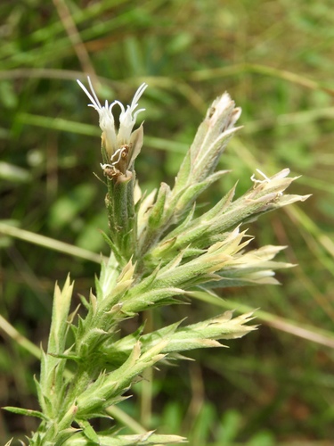 Liatris hesperelegans, photograph 3