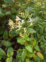 Lonicera japonica