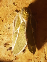 Syssphinx albolineata