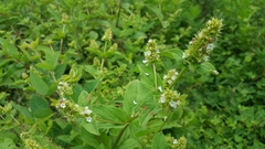 Lepechinia caulescens