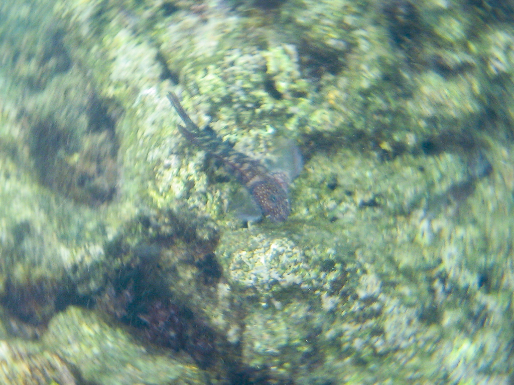Gargantuan Blenny