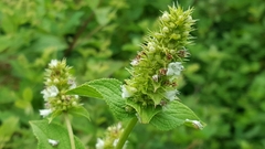 Lepechinia caulescens