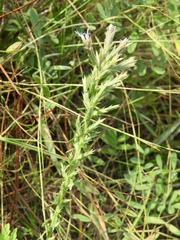 Liatris hesperelegans