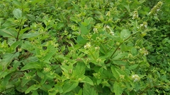 Lepechinia caulescens