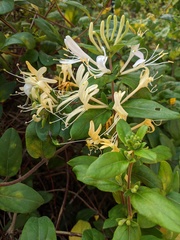 Lonicera japonica