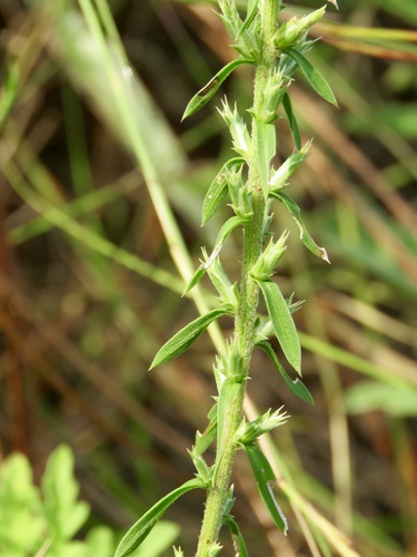 Liatris hesperelegans, photograph 4