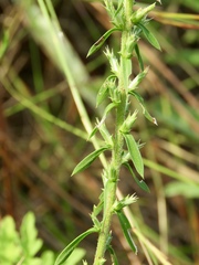 Liatris hesperelegans