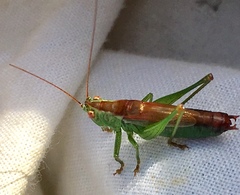 Conocephalus dorsalis