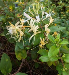 Lonicera japonica
