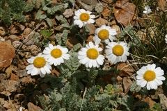 Richteria pyrethroides