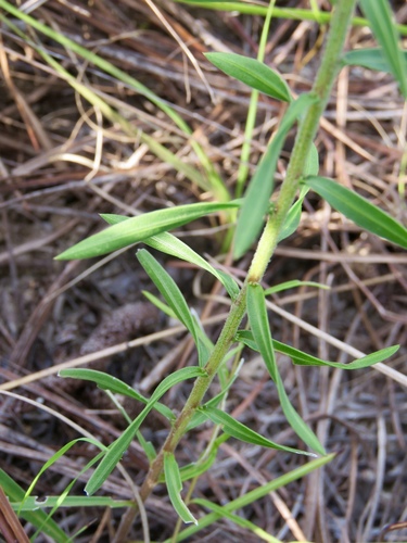 Liatris hesperelegans, photograph 5
