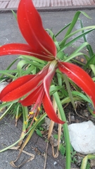 Sprekelia