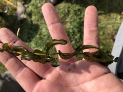Potamogeton perfoliatus