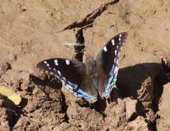 Charaxes guderiana guderiana